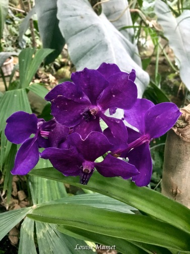 Orchidées -1